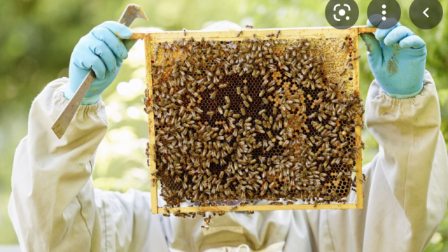Beekeeping For Beginners