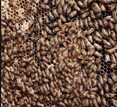 bee elimination