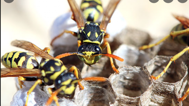 wasp nest removal